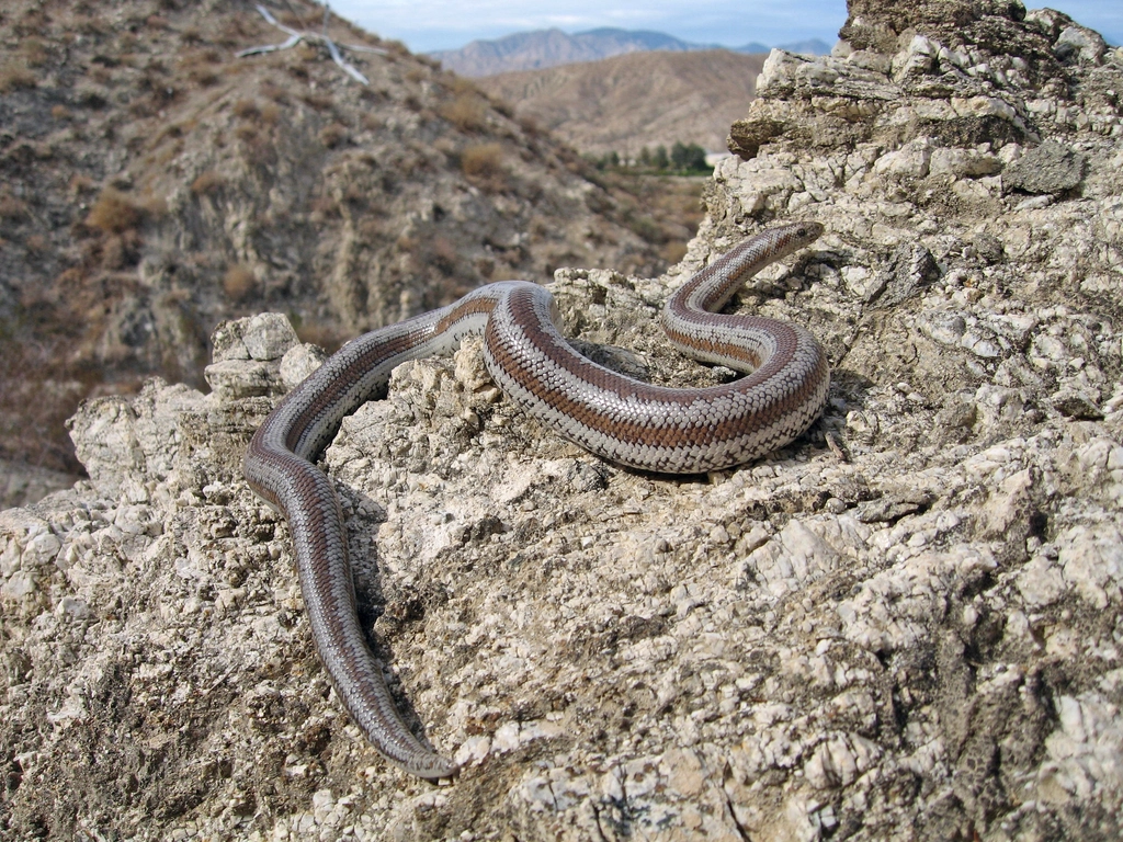 Rosy Boa: Desert Dweller Delight (image credits: rawpixel)