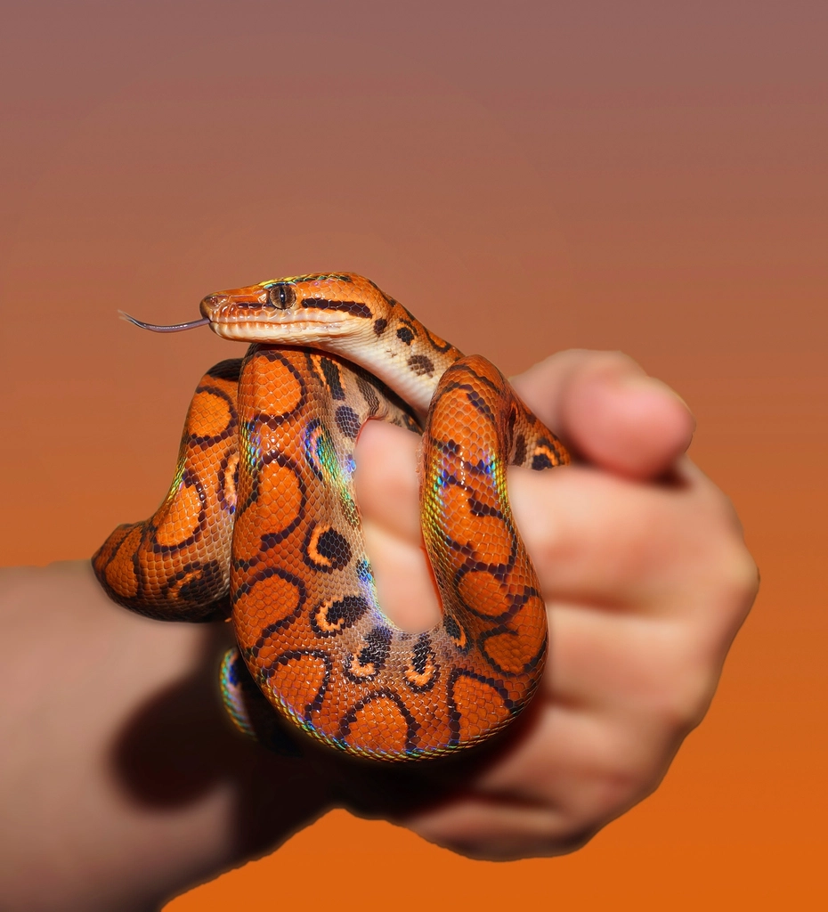 Brazilian Rainbow Boa: Conservation’s Shining Star (image credits: rawpixel)