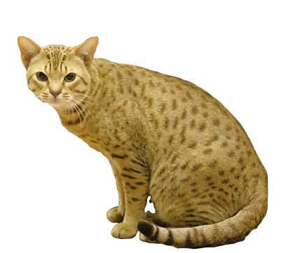 Ocicat: The Spotted Show-Off (image credits: wikimedia)