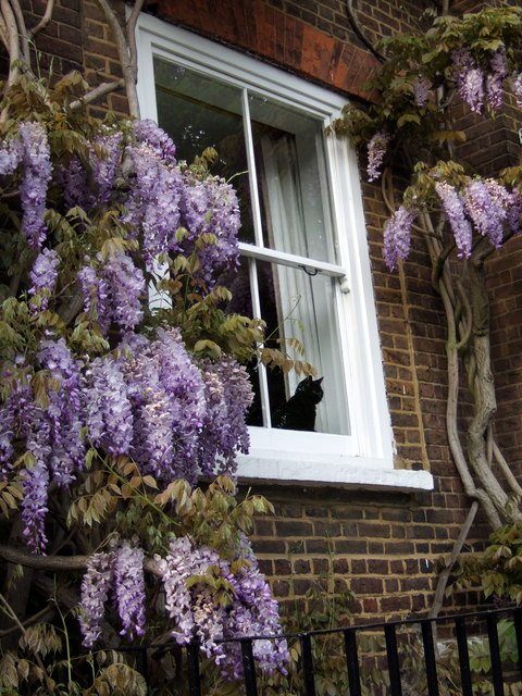 Set Up Catnip Growing Stations (image credits: wikimedia)