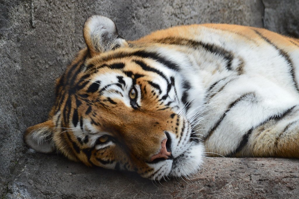 Introduce Scent Enrichment Games (image credits: flickr)