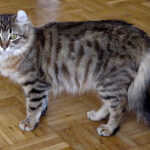 American Curl: The Curious, Affectionate Explorer