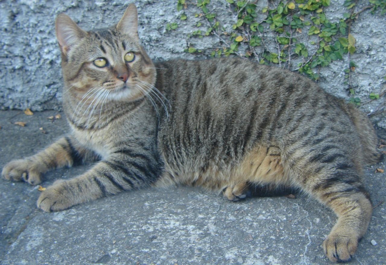 Pixiebob: The Loyal “Dog Cat” (image credits: wikimedia)