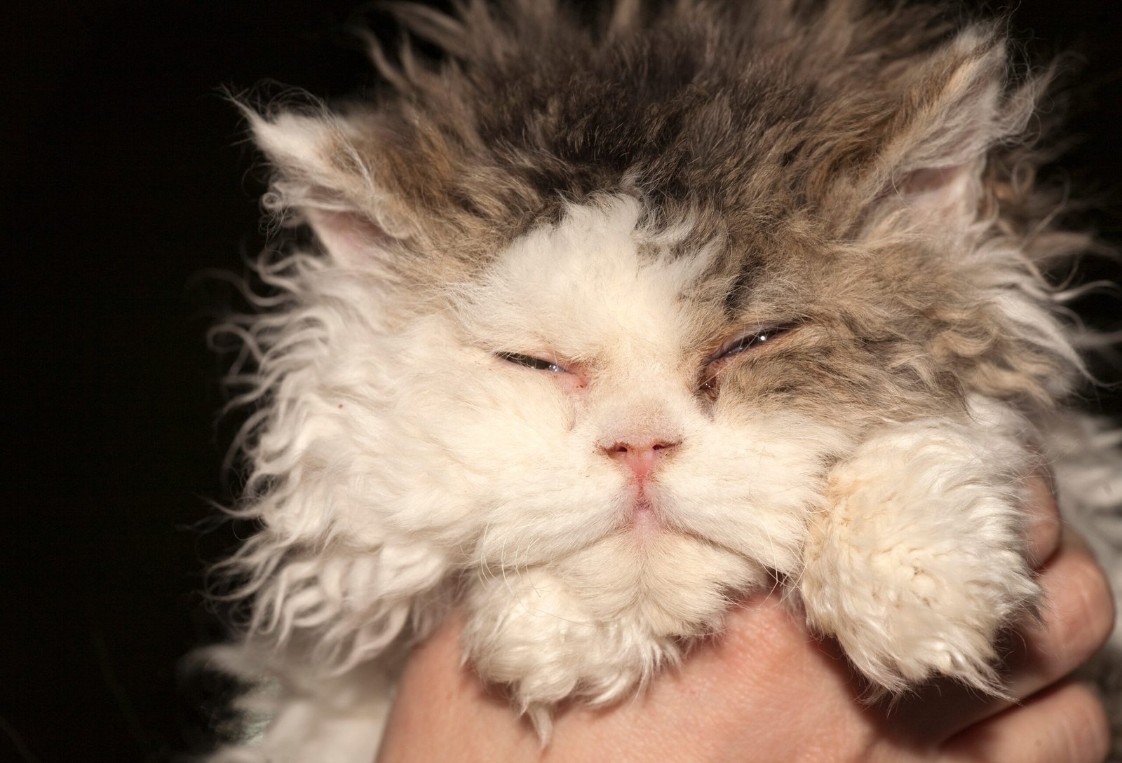 Selkirk Rex: The Plush, Patient Lap Cat (image credits: wikimedia)