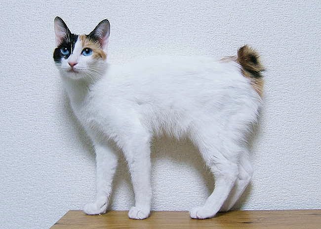 Japanese Bobtail: The Lucky, Loyal Playmate
