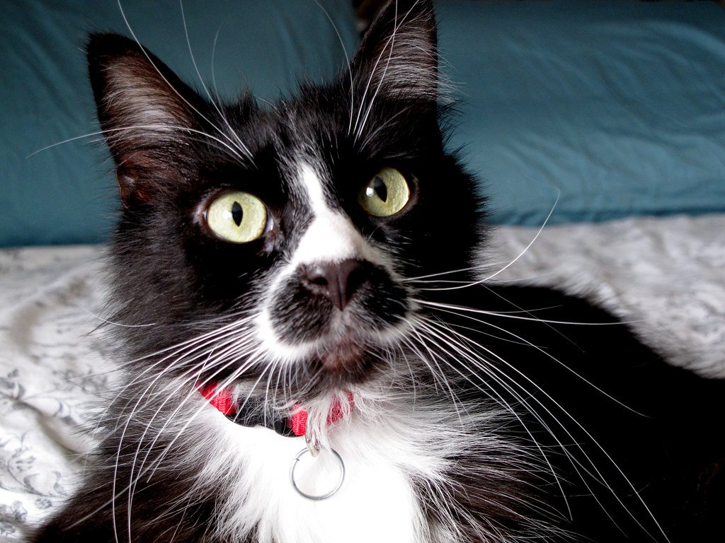 Munchkin Cats: Short Legs, Big Hearts (image credits: flickr)