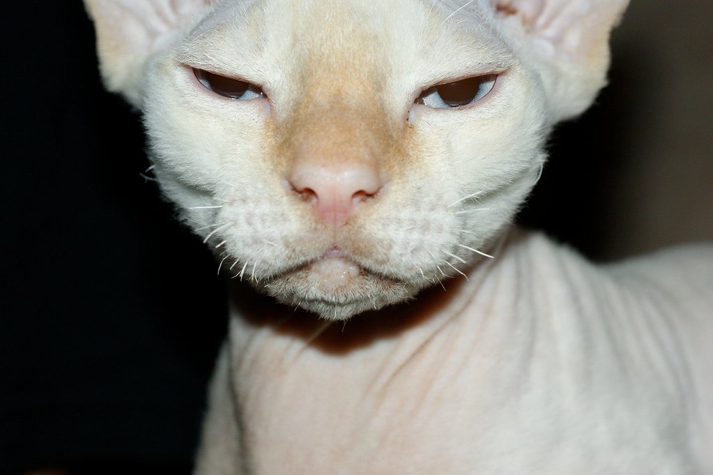 Devon Rex: The Pixie of the Cat World