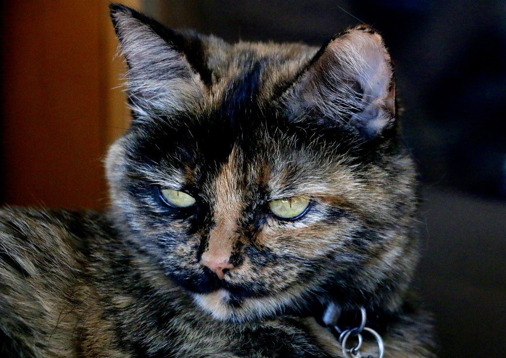 Japanese Bobtail: The Lucky Charm Cat (image credits: flickr)