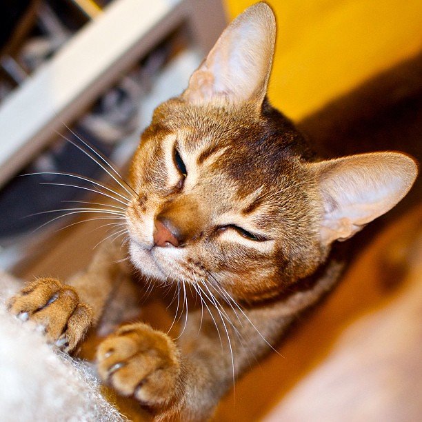 Abyssinian: The Miniature Cougar (image credits: flickr)