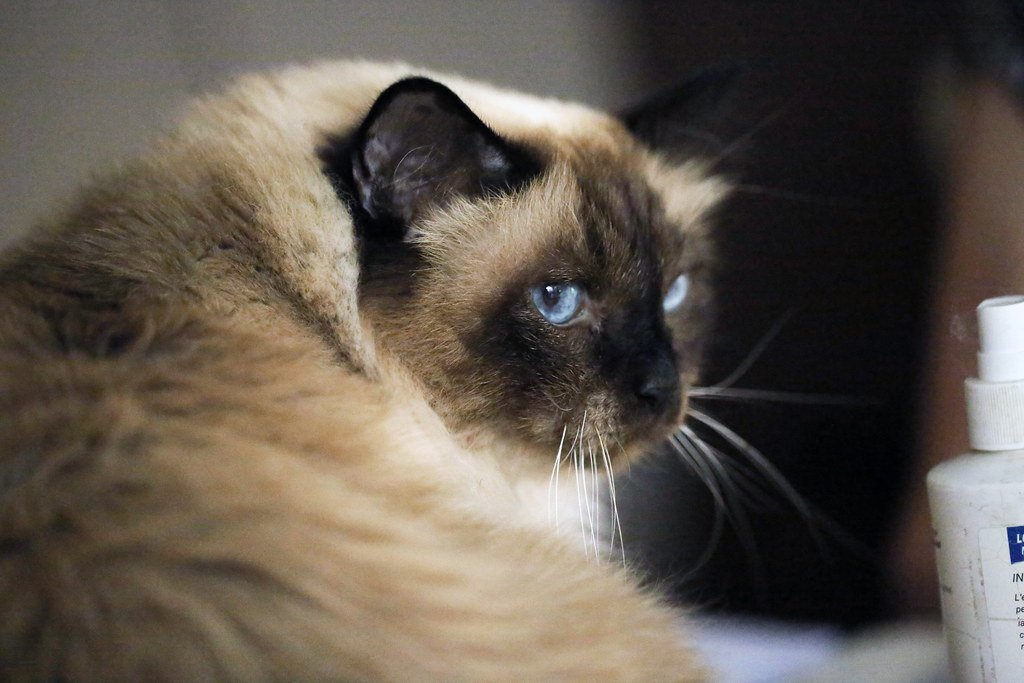 Birman: The Sacred Temple Cat (image credits: flickr)