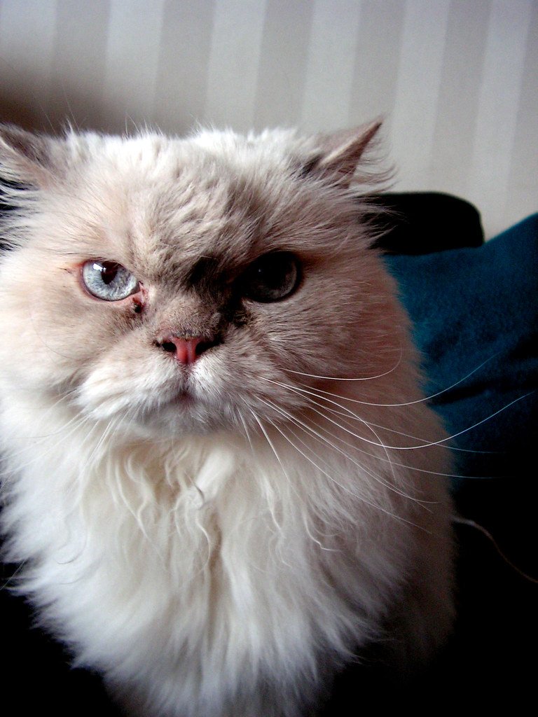 Himalayan: The Color-Point Beauty