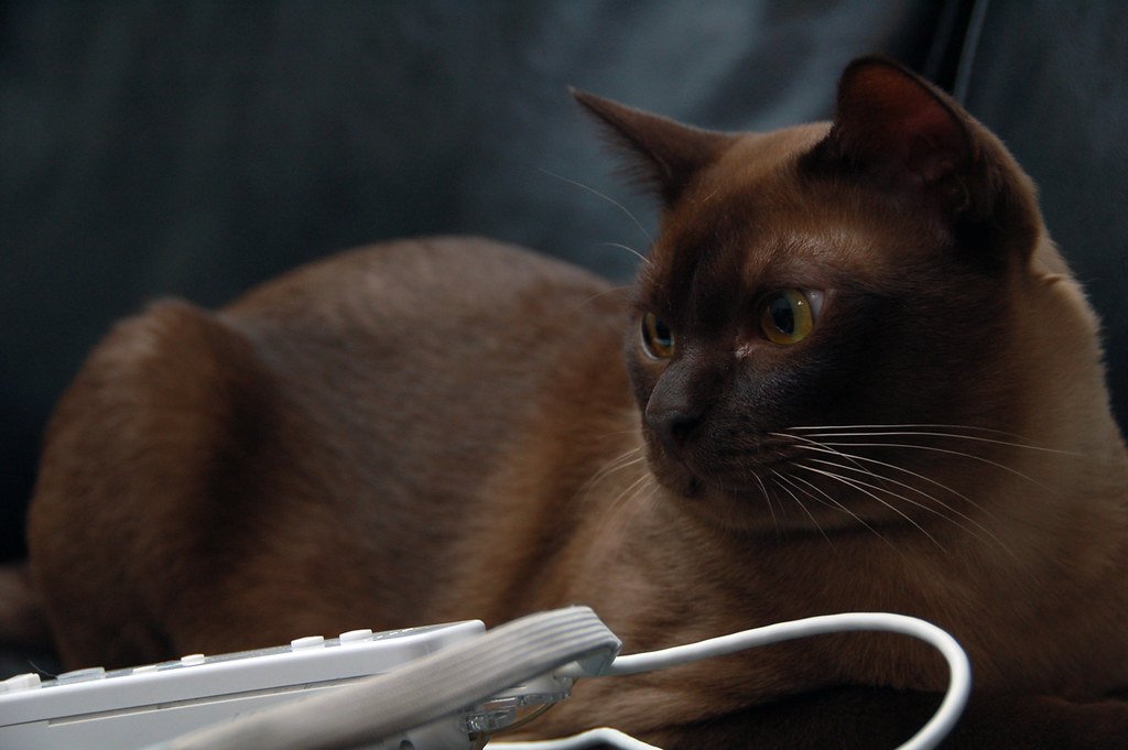 Burmese: The Velcro Cat with a Golden Heart (image credits: flickr)