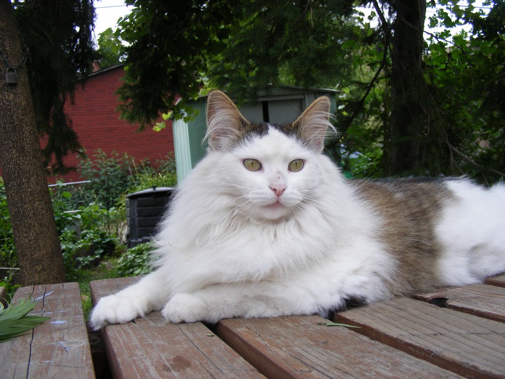 Turkish Angora: The Elegant Dancer (image credits: flickr)