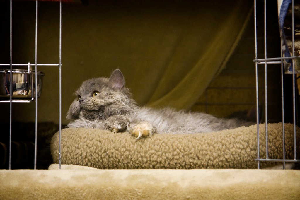 Selkirk Rex: The Curly-Coated Cuddle Bug (image credits: flickr)