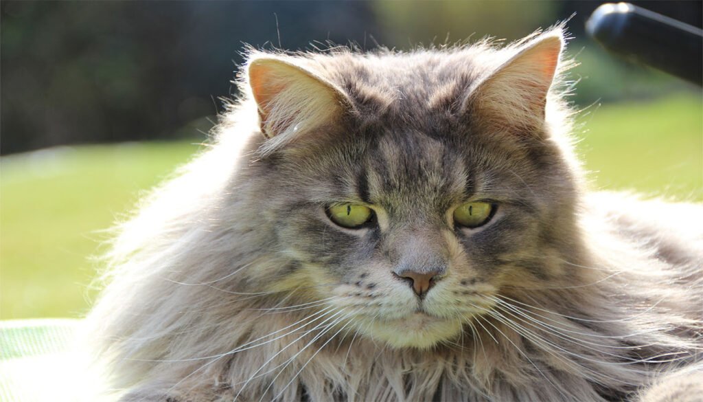 15 Cat Breeds Loved by Seniors (and Why)