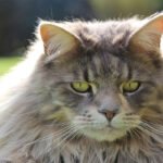 15 Cat Breeds Loved by Seniors (and Why)