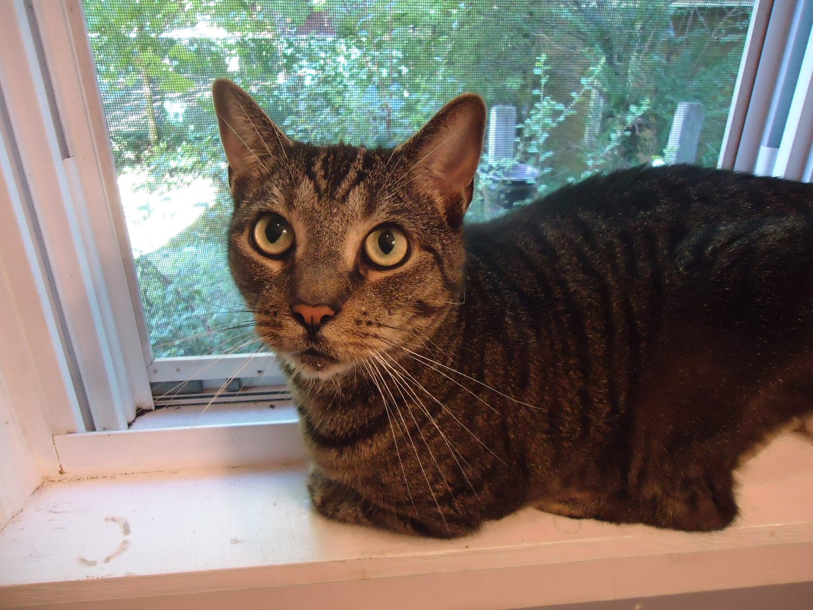 Set Up the Entertainment System Your Cat Actually Wants (image credits: wikimedia)