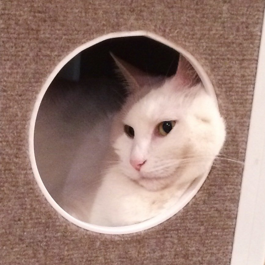 DIY Scratching Post Makeover