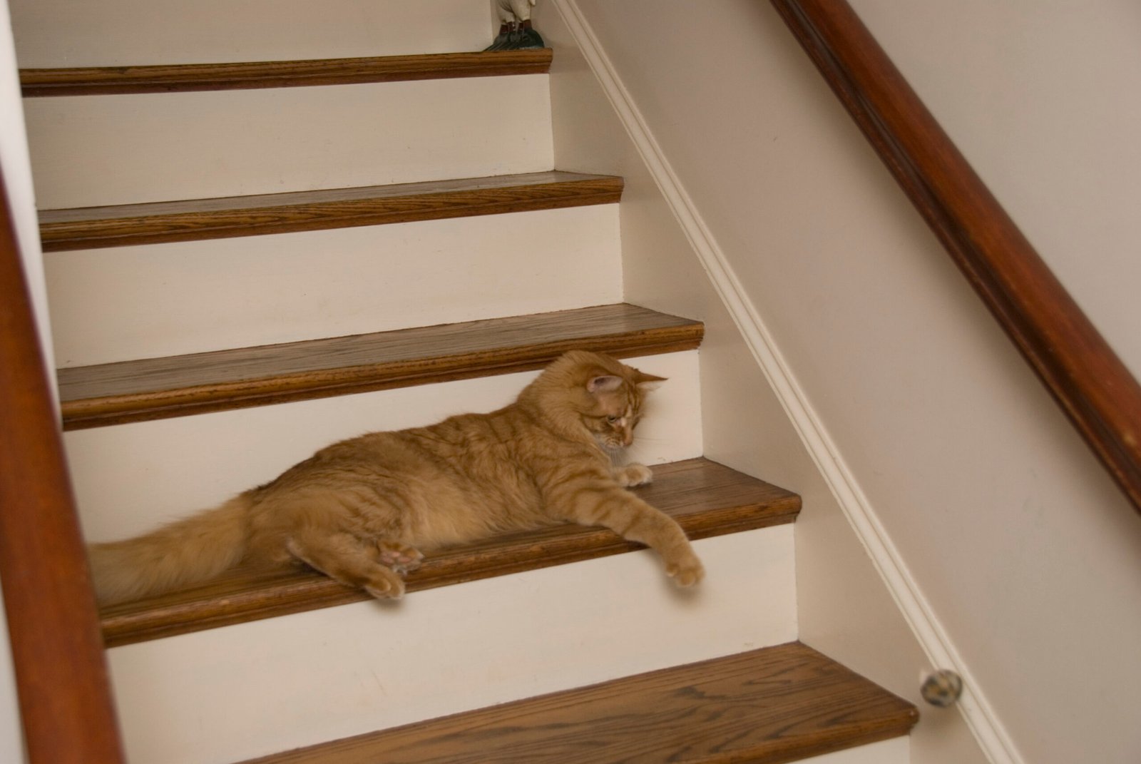 Catnip Sock Toys (image credits: wikimedia)