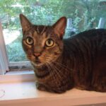 Leaving Home? 7 Things Smart Cat Owners Always Do First