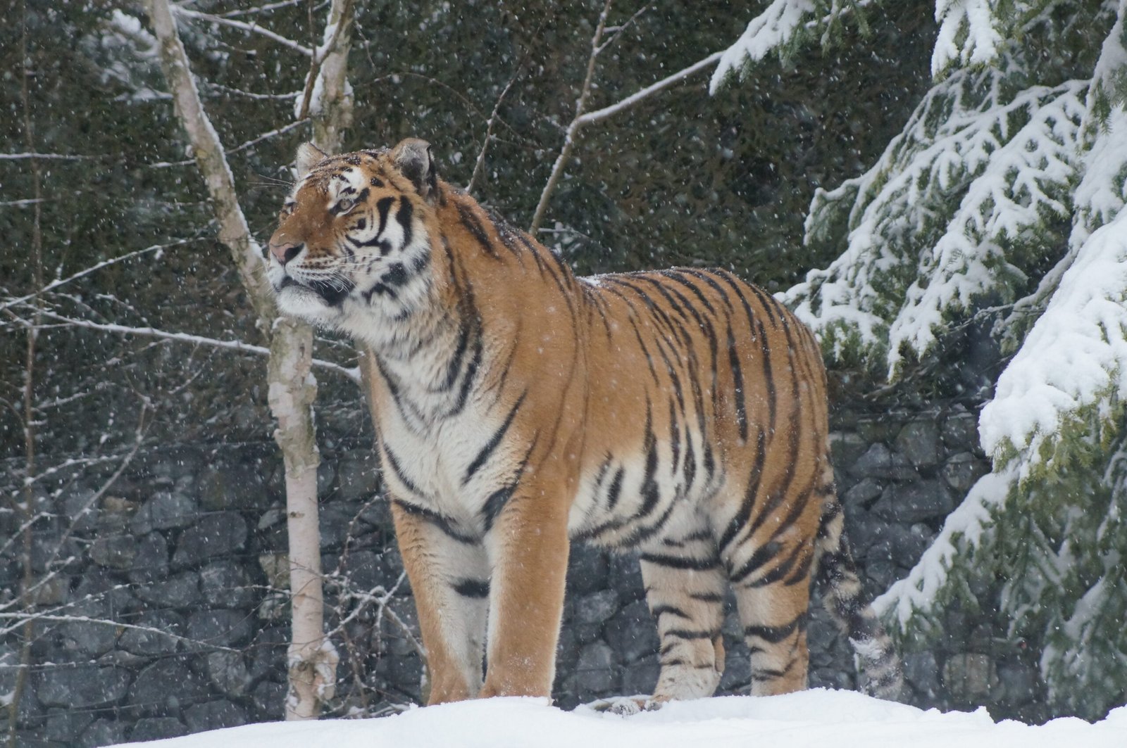 Siberian Tiger: The Heavyweight Champion of Ice (image credits: wikimedia)