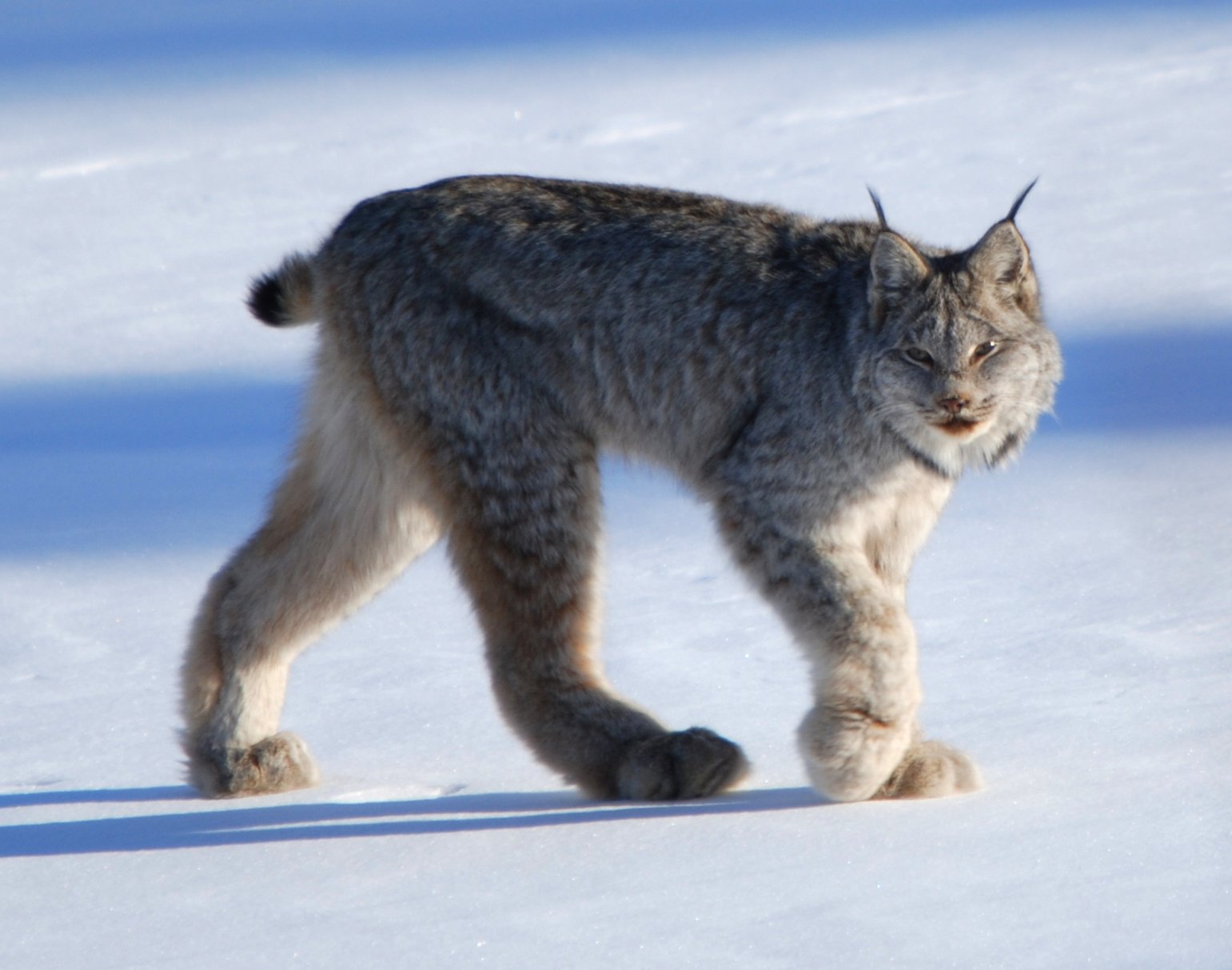 Canadian Lynx: The Snowshoe Specialist (image credits: wikimedia)