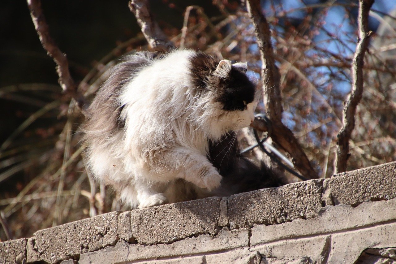 Pallas's Cat: The Fluffiest Grump (image credits: pixabay)