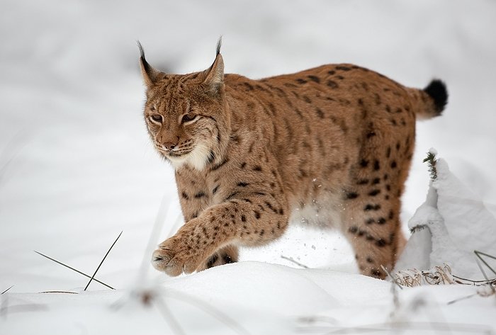 Eurasian Lynx: The Silent Stalker (image credits: wikimedia)