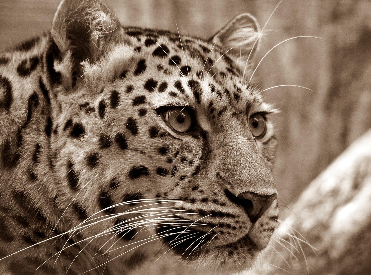 Amur Leopard: The Rarest Ice Survivor (image credits: pixabay)