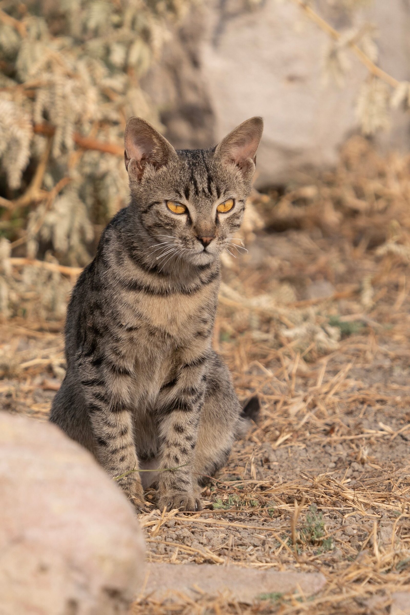Jungle Cat: The Unexpected Cold Warrior (image credits: wikimedia)