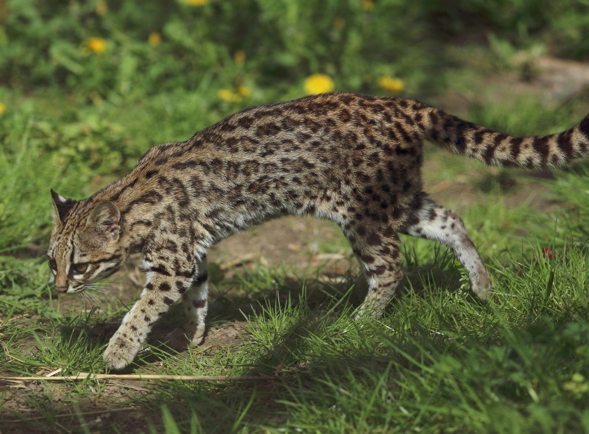 Oncilla: The Miniature Leopard Look-Alike (image credits: wikimedia)
