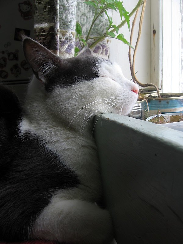 Chattering at Birds Through Windows (image credits: flickr)