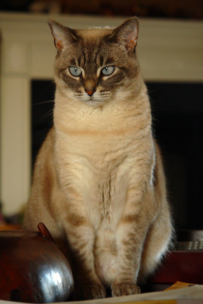 14 Tiny Habits That Mean Everything to Your Cat