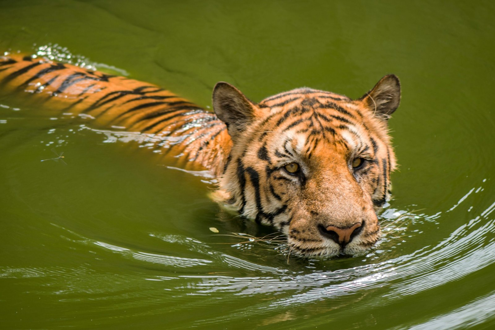 The Tiger's Silent Stalk Through Water (image credits: wikimedia)
