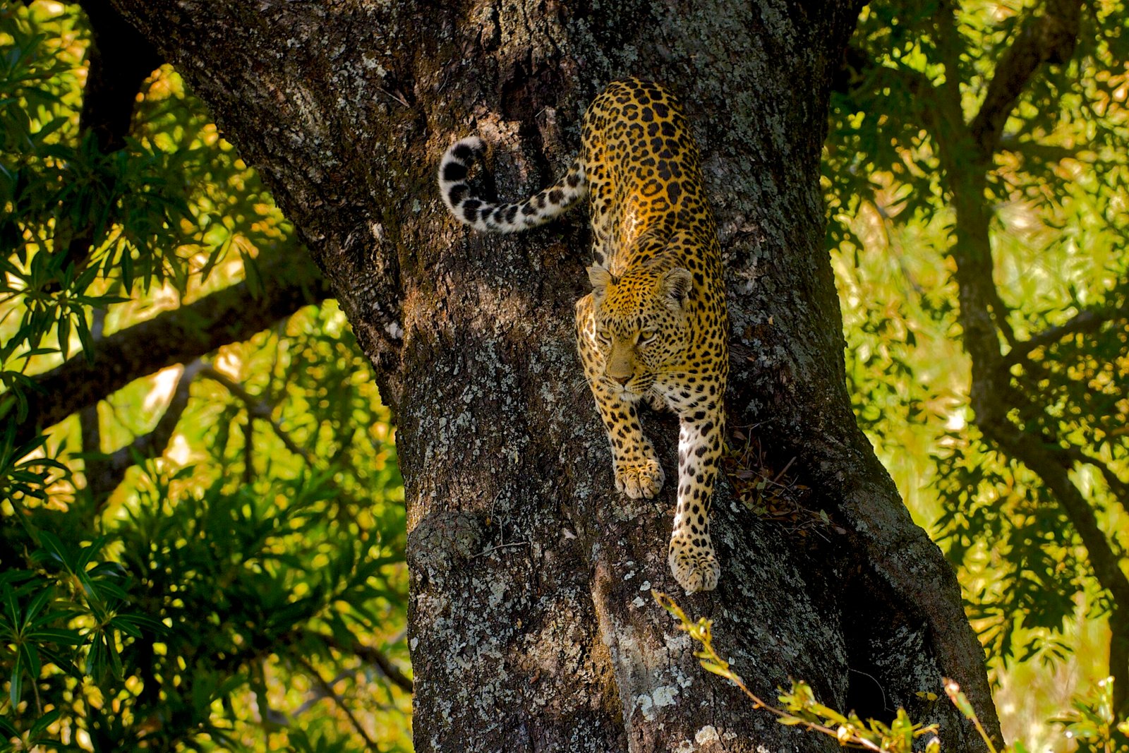 The Leopard's Tree-Top Ambush (image credits: wikimedia)