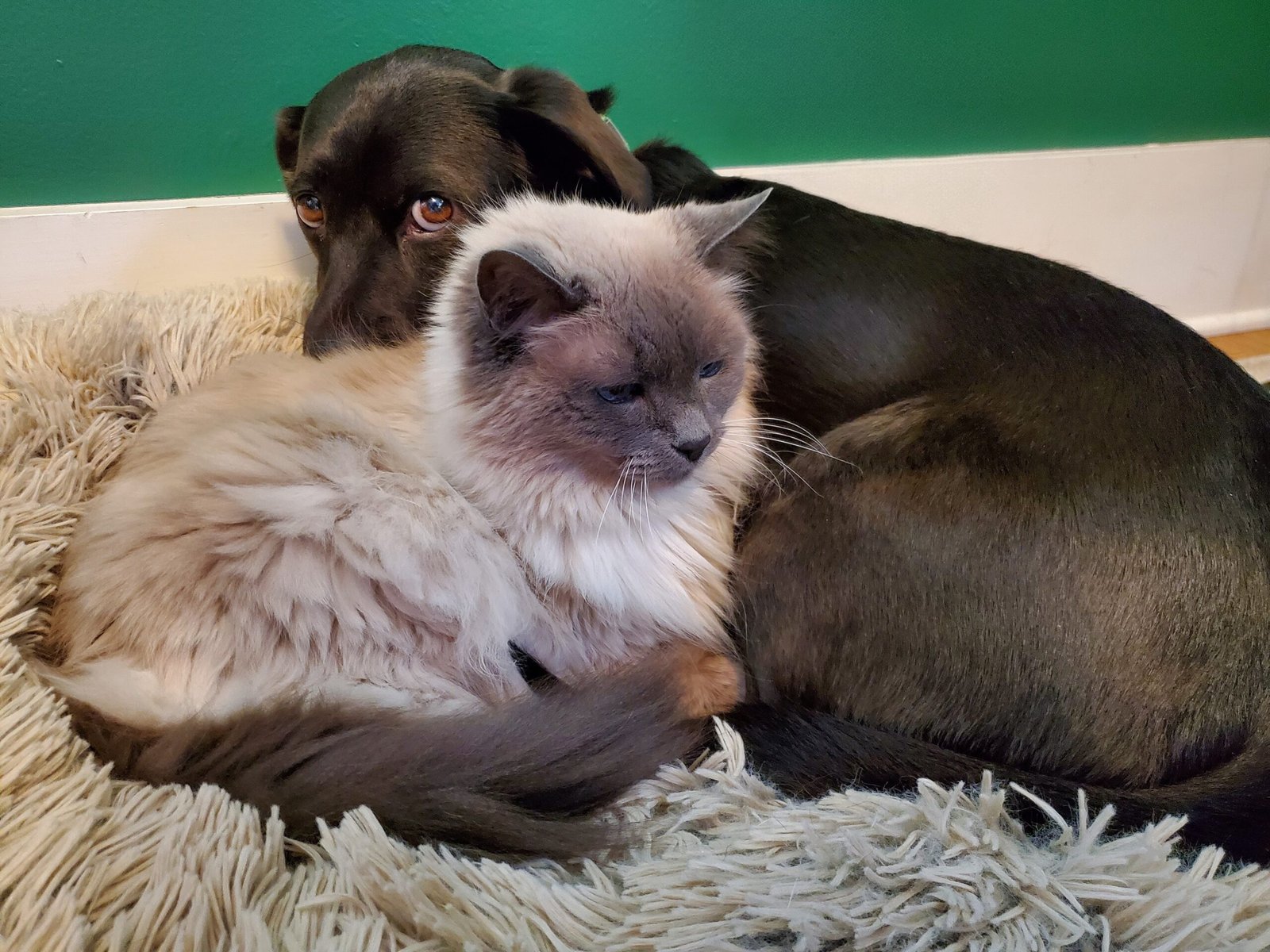 They Mirror Each Other's Behaviors and Habits (image credits: wikimedia)