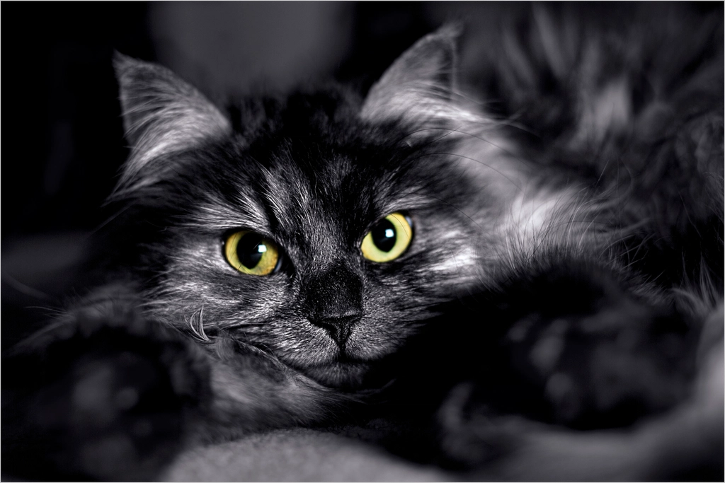 Staring Contests: Not What You Think (image credits: rawpixel)