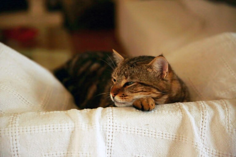 10 Quirky Cat Behaviors That Actually Have a Purpose
