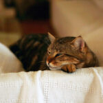 Why Your Cat Sits in the Sink (and What to Do About It)