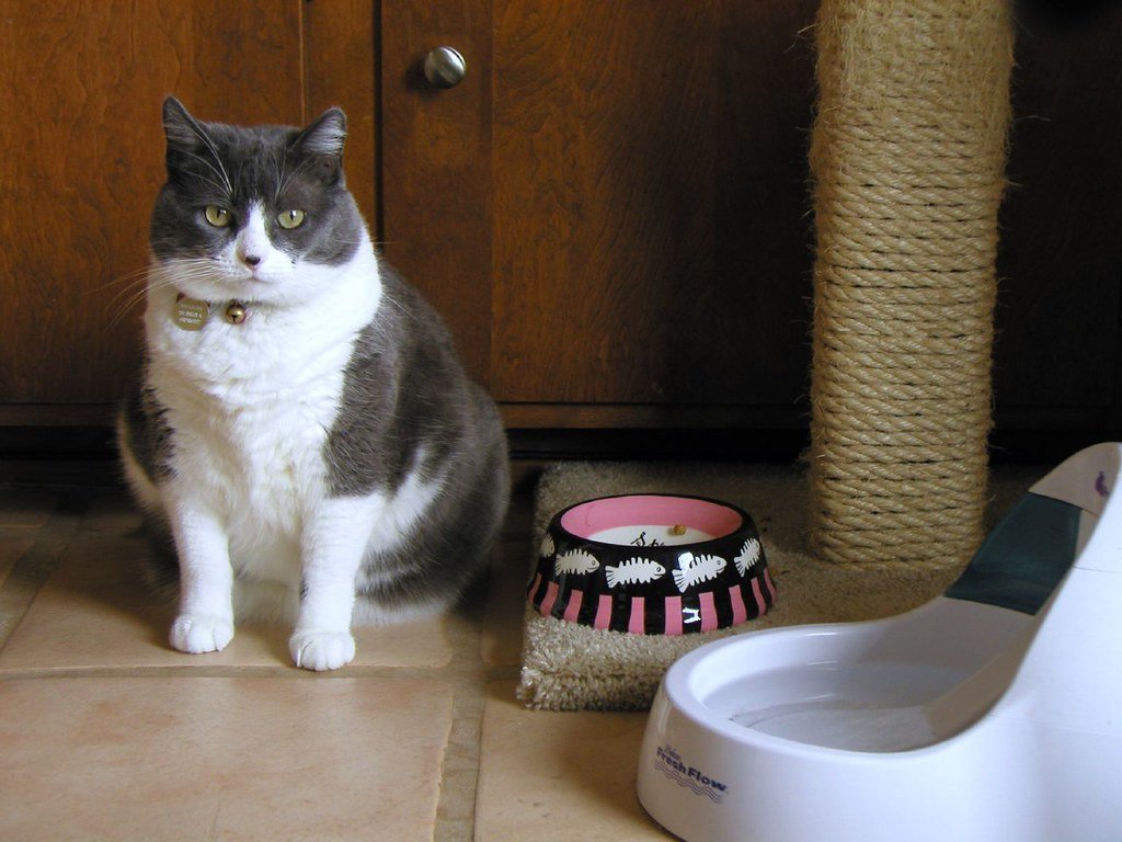 Choosing the Perfect Whisker-Friendly Bowl (image credits: flickr)