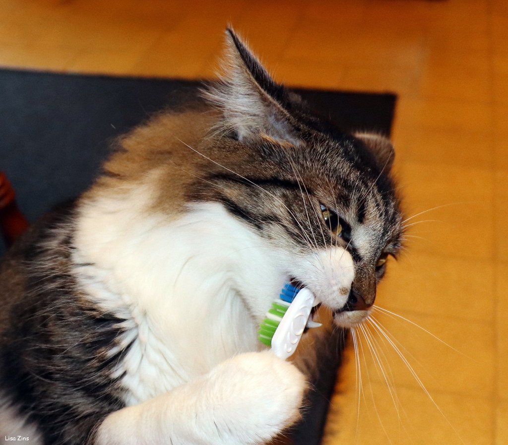 Common Myths About Picky Eating (image credits: flickr)