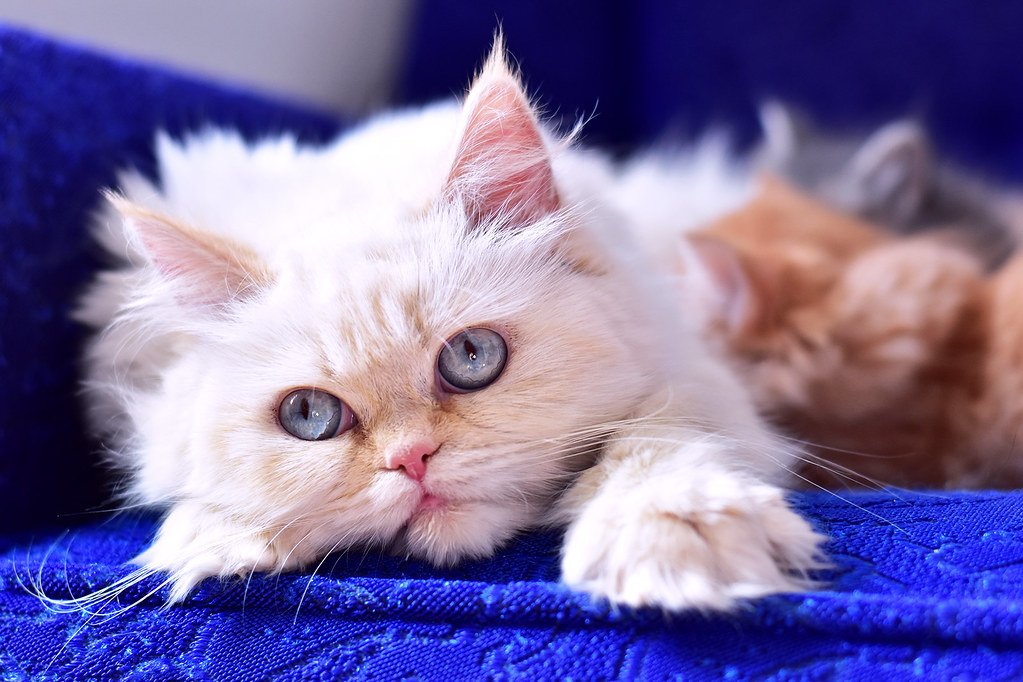 Prevention Is Key for Kitten Owners (image credits: flickr)
