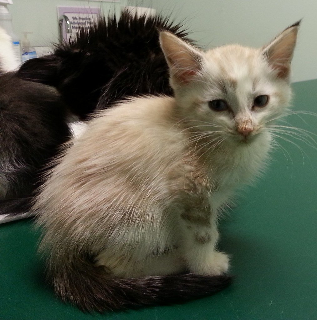 When to Consult Your Veterinarian (image credits: flickr)