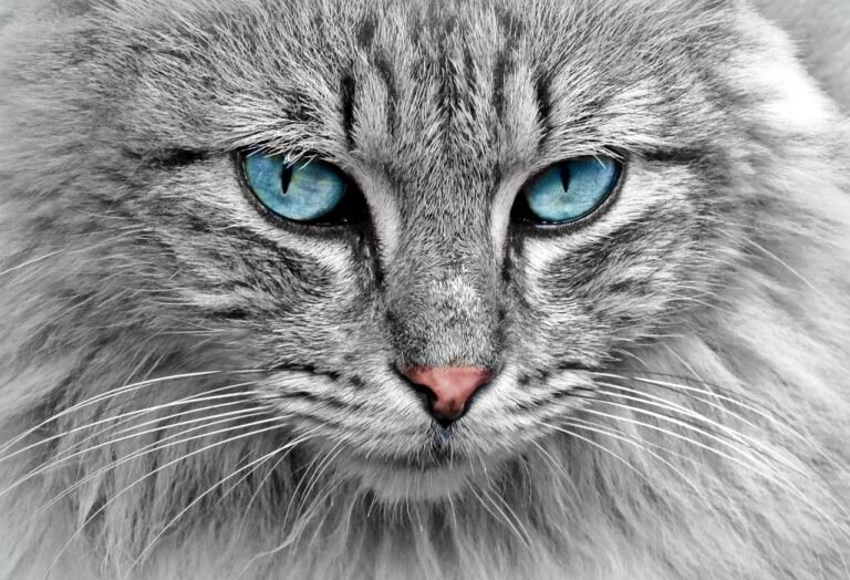 Why Cats Are Drawn to the One Person Who Doesn't Like Them