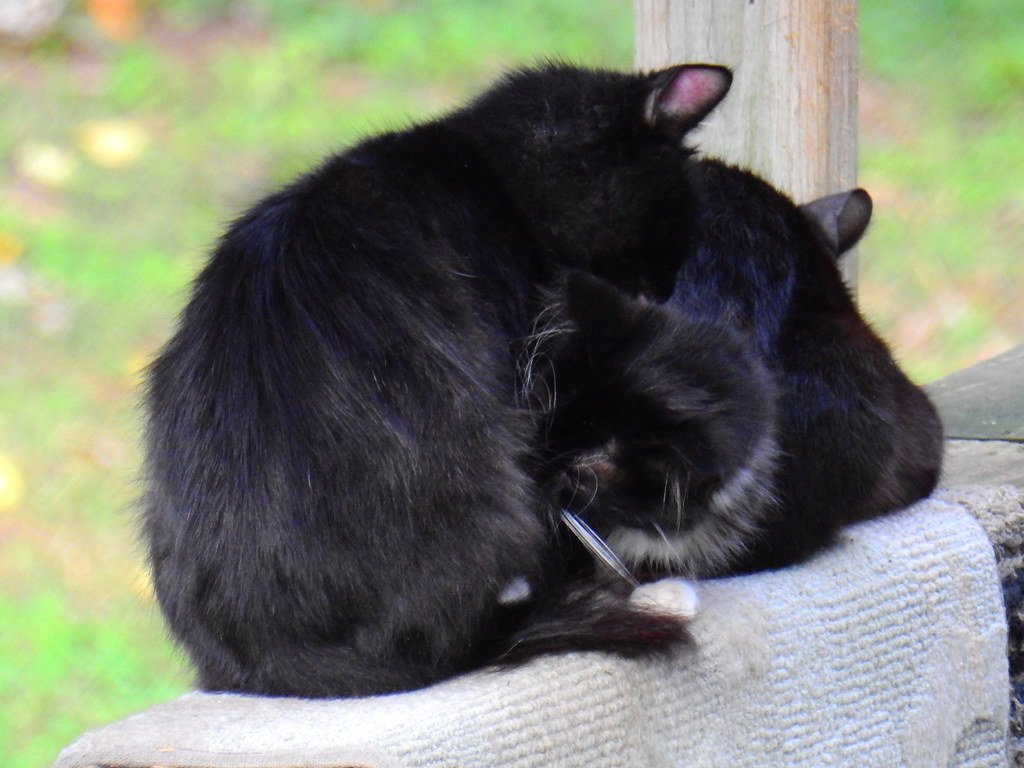 Grooming Attempts on You (image credits: flickr)