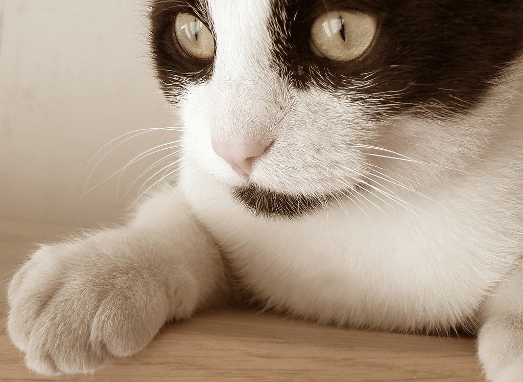 Natural Pest Control Experts (image credits: flickr)
