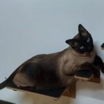 7 Things That Cats Do Better Than Dogs