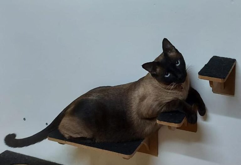 7 Things That Cats Do Better Than Dogs