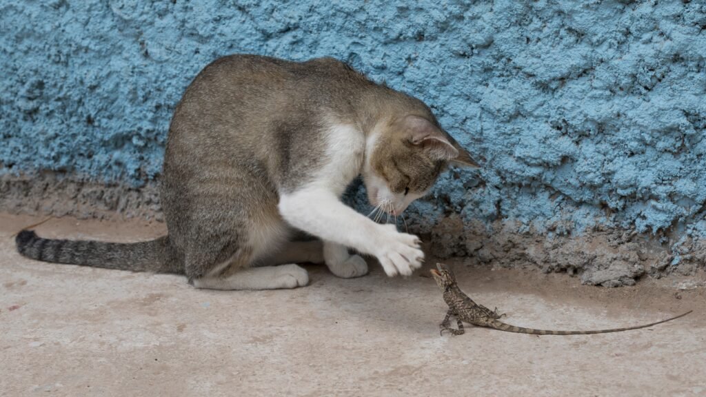 The Psychology Behind Cat Zoomies