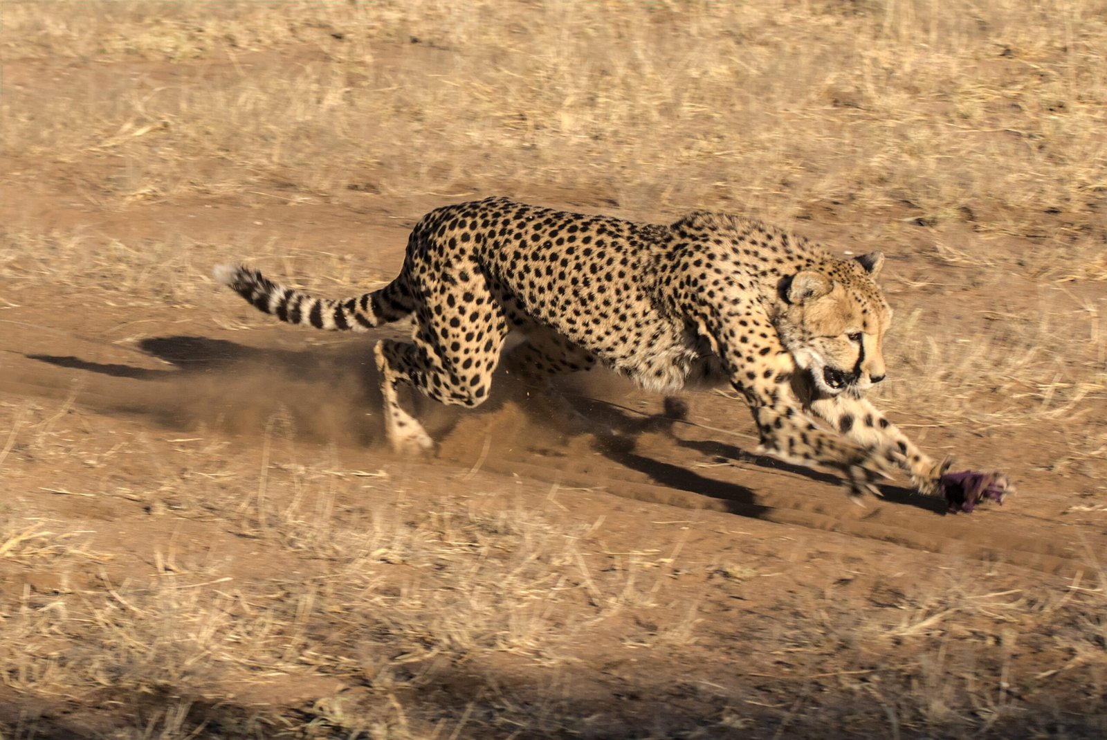 Body Language in Motion (image credits: wikimedia)